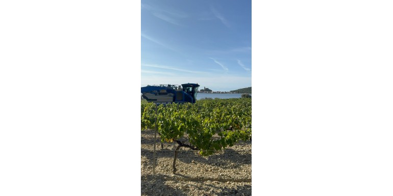 Vendanges mécaniques Gruissan