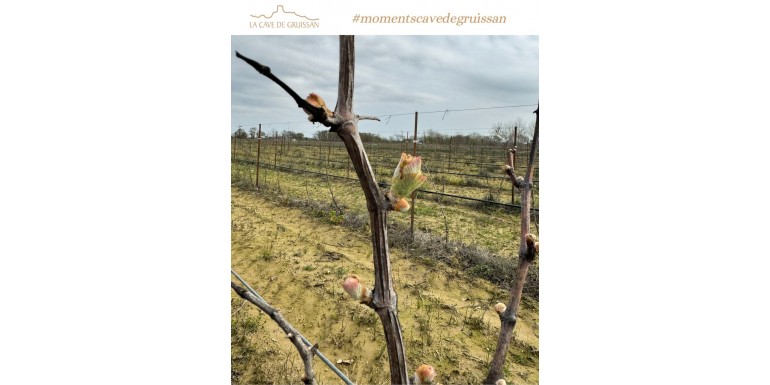 Premiers Bourgeons 2026