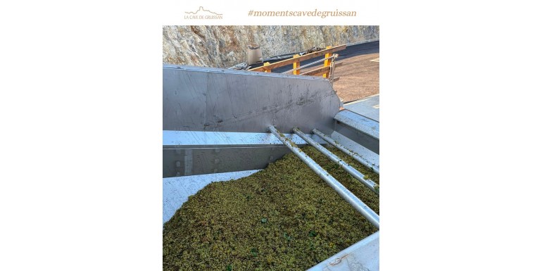 Vendanges 2026